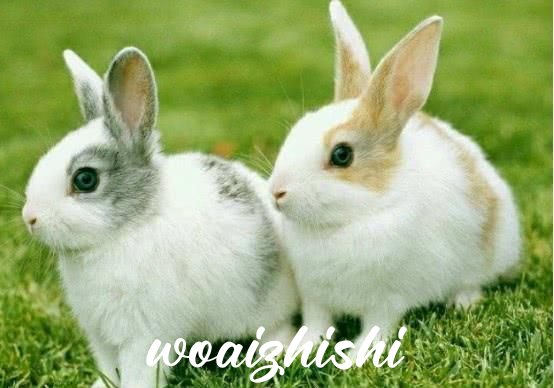 为什么养兔子阴气重？五行适合养兔子的人？